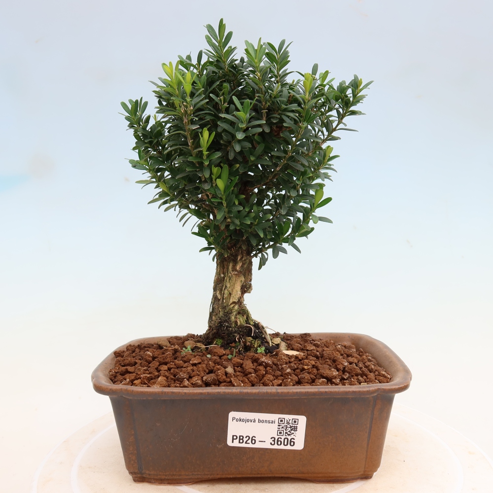 Pokojová bonsai - Buxus harlandii -korkový buxus