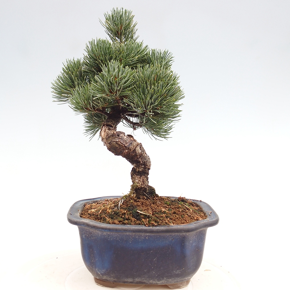 Venkovní bonsai - Pinus parviflora - Borovice drobnokvětá