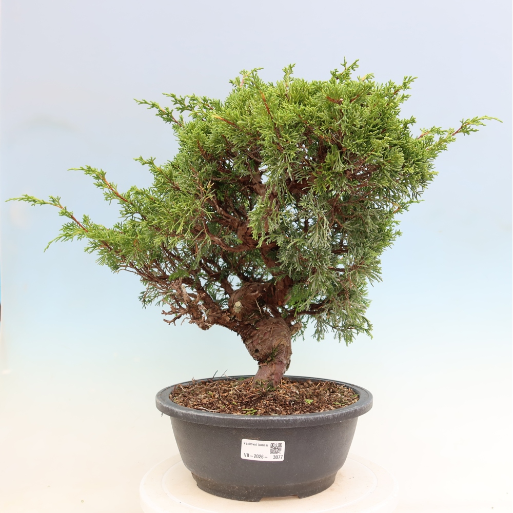 Venkovní bonsai - Juniperus chinensis Itoigawa-Jalovec čínský