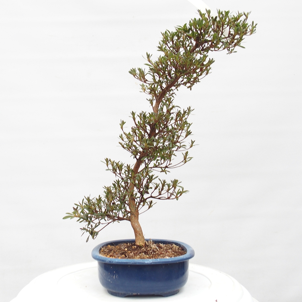 Venkovní bonsai - Japonská azalka - Azalea Hakurin
