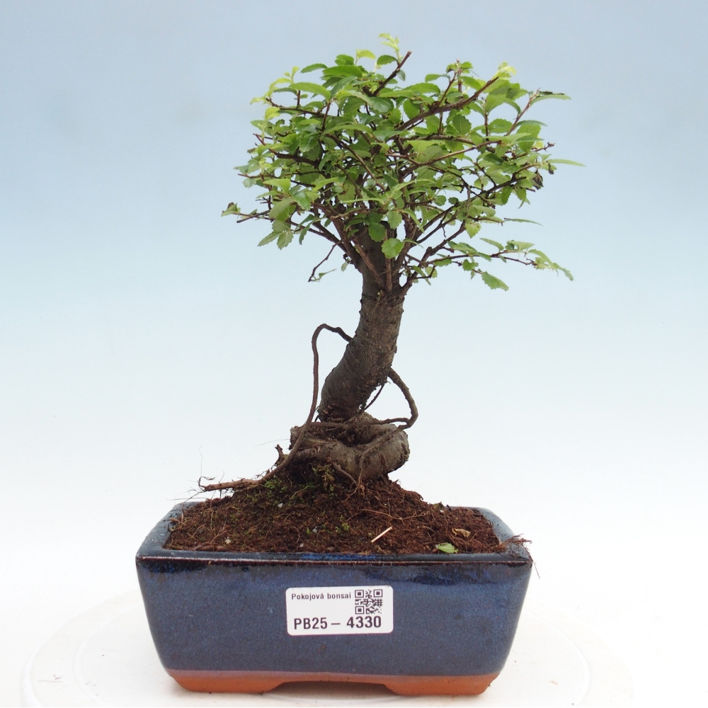 Pokojová bonsai - Ulmus parvifolia - Malolistý jilm