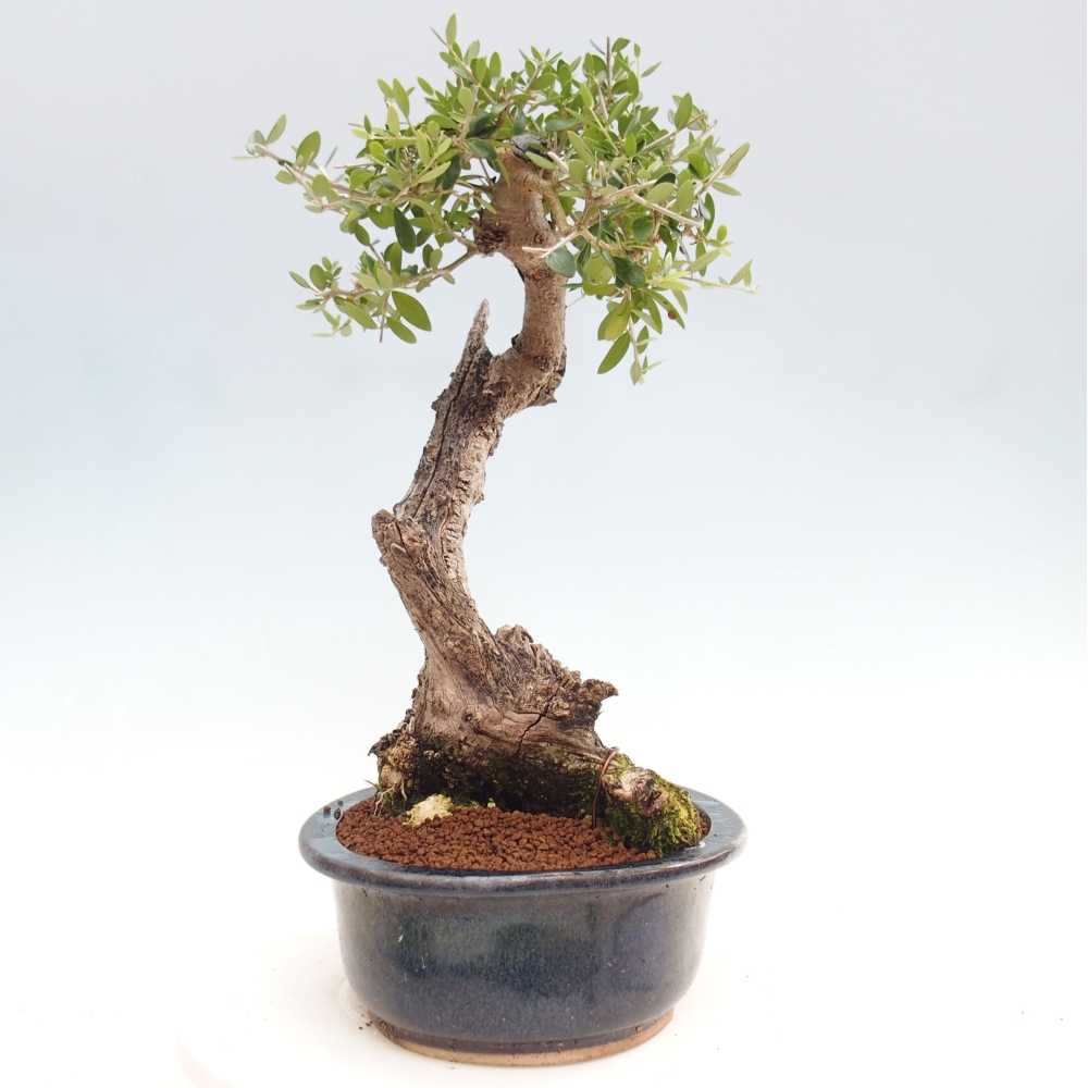 Pokojová bonsai - Olea europaea sylvestris -Oliva evropská drobnolistá