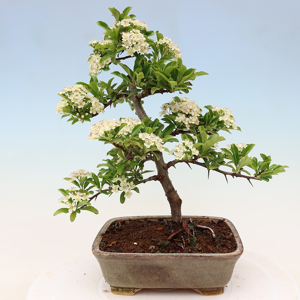 Venkovní bonsai - Pyracantha teton - Hlohyně šarlatová