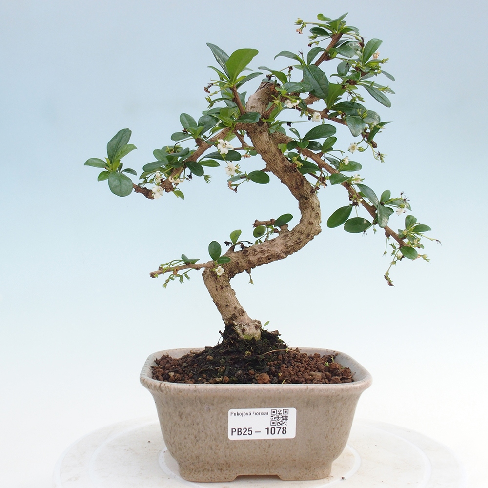 Pokojová bonsai - Carmona macrophylla - Čaj fuki
