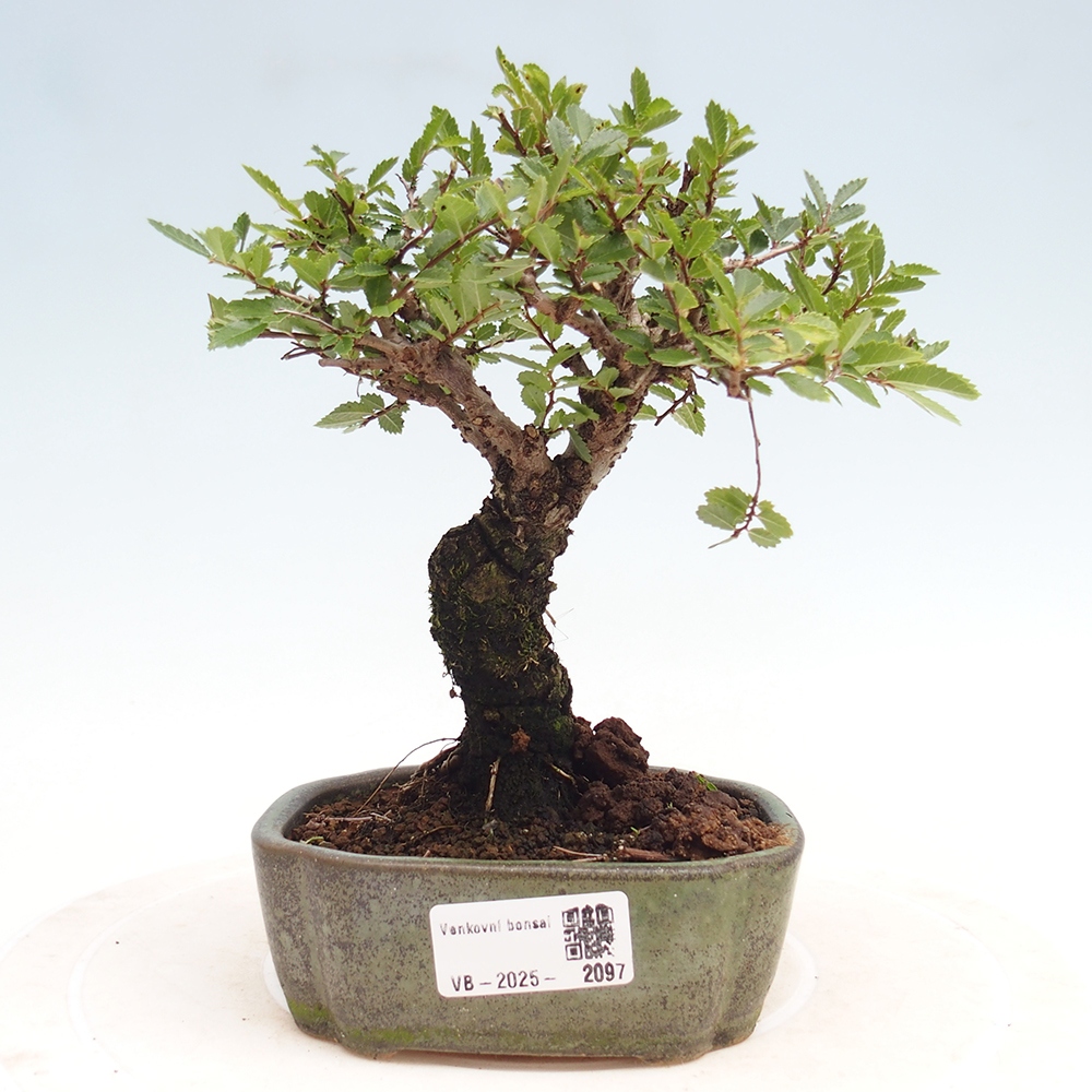 Venkovní bonsai - Zelkova - Zelkova NIRE