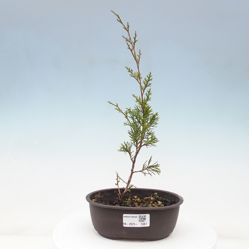 Venkovní bonsai - Juniperus chinensis Itoigawa -Jalovec čínský