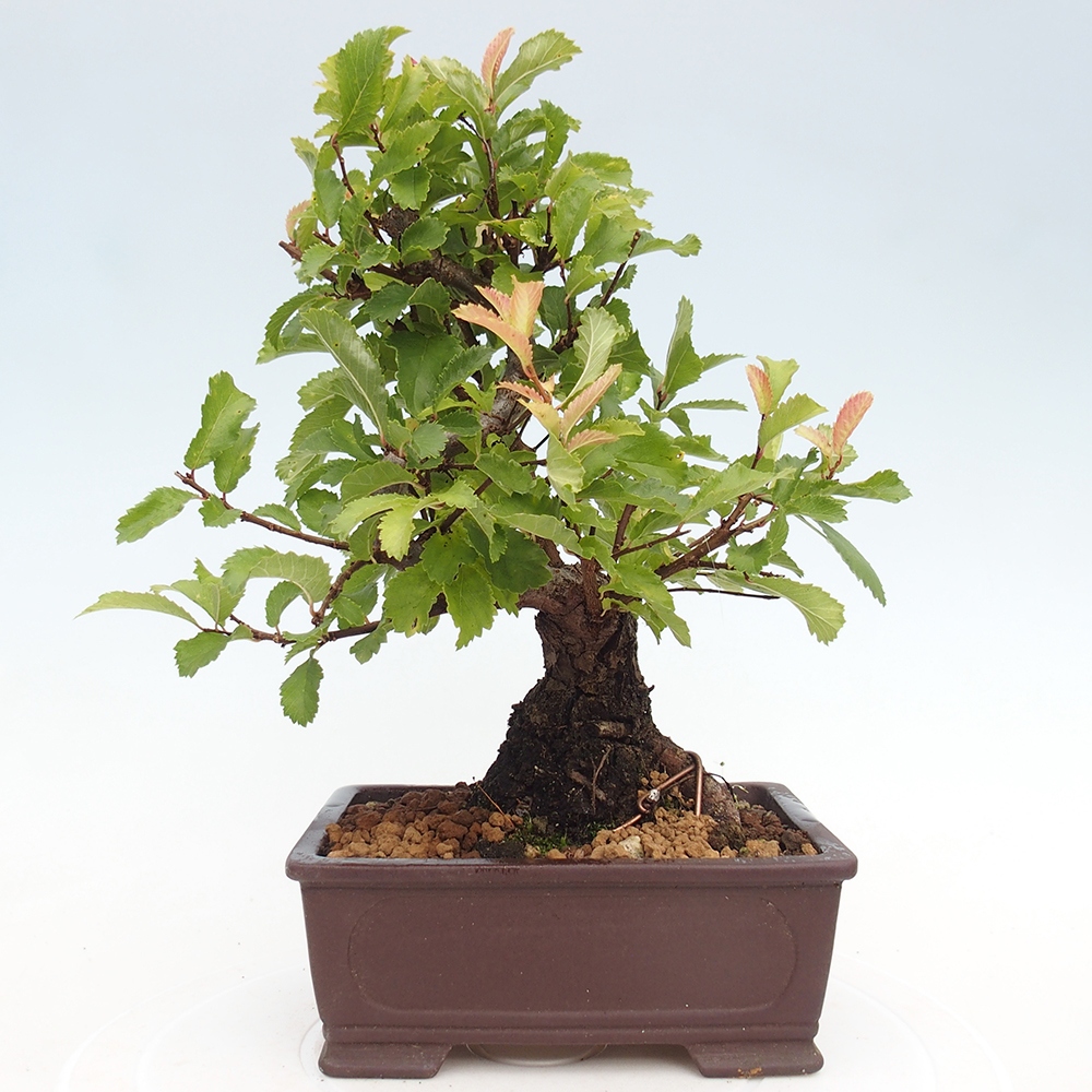 Venkovní bonsai - Zelkova - Zelkova NIRE
