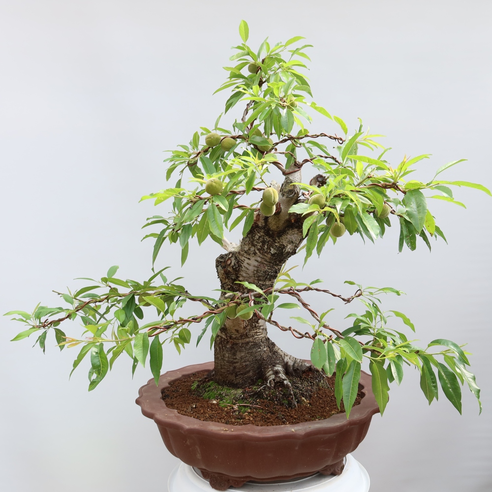 Venkovní bonsai - Prunus dulcis – Mandloň obecná