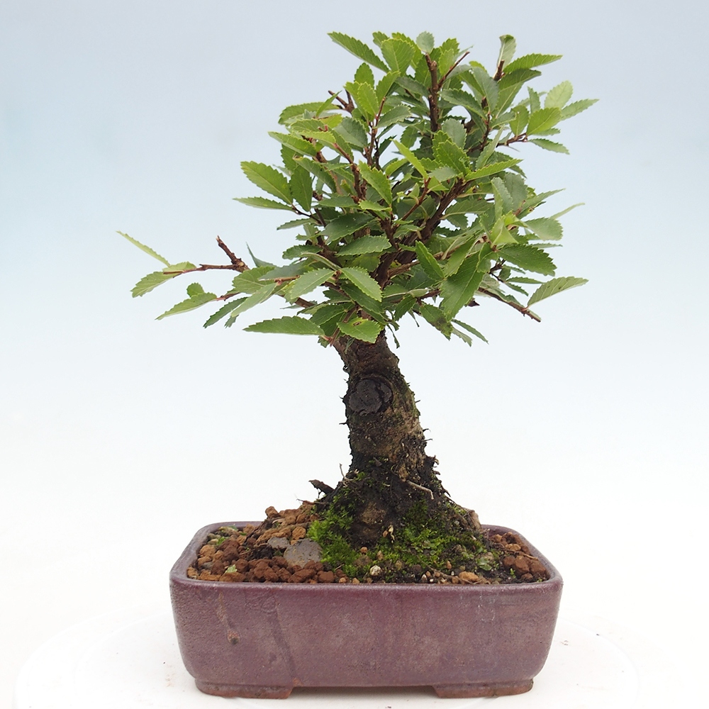 Venkovní bonsai - Zelkova - Zelkova NIRE
