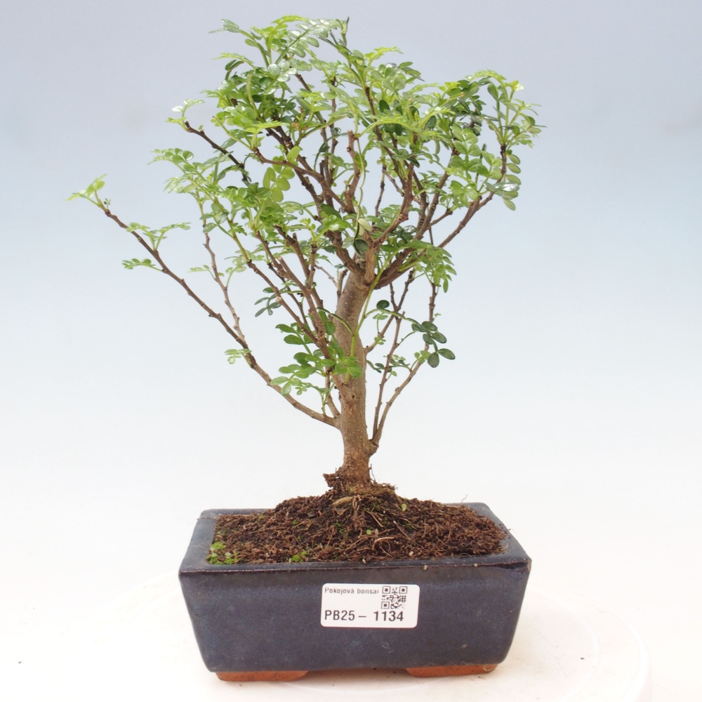 Pokojová bonsai - Zantoxylum piperitum - pepřovník