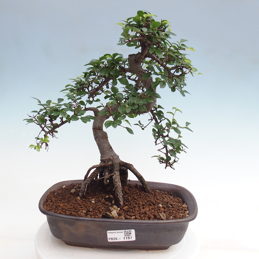 Pokojová bonsai - Ulmus parvifolia - Malolistý jilm