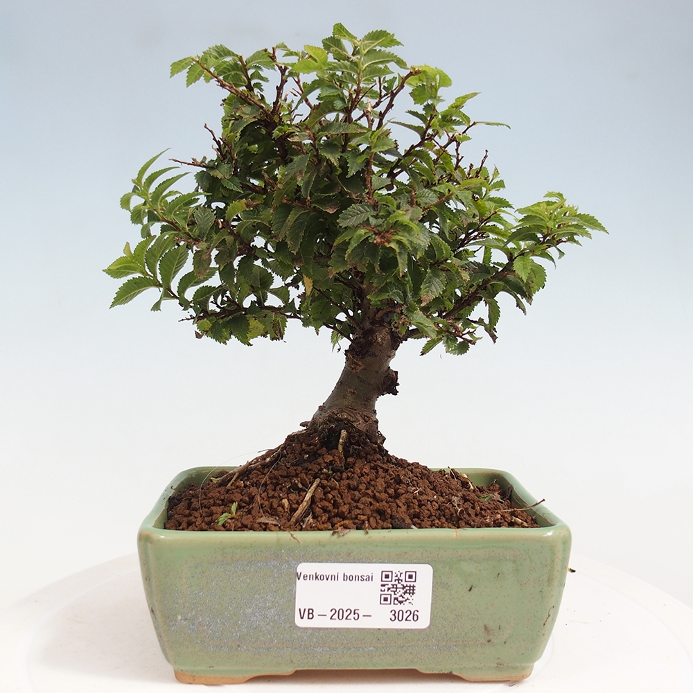 Venkovní bonsai - Ulmus parvifolia Sagei - Malolistý jilm