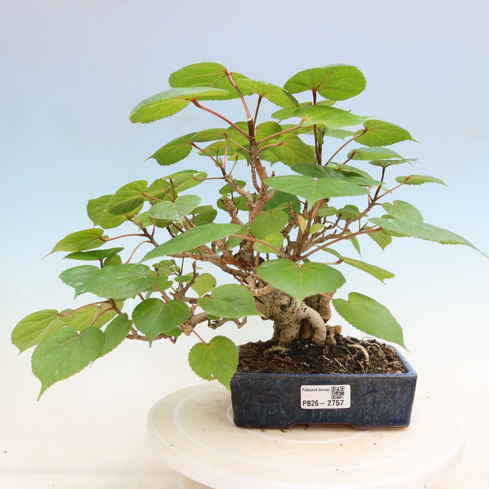 Pokojová bonsai - Hibiscus tiliaceus - Ibišek lípovitý, morský