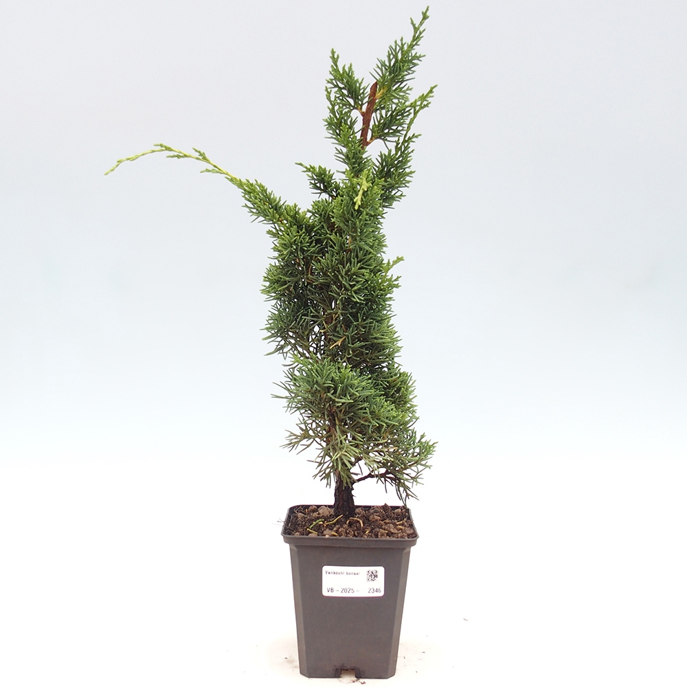 Venkovní bonsai - Juniperus chinensis Kishu -Jalovec čínský