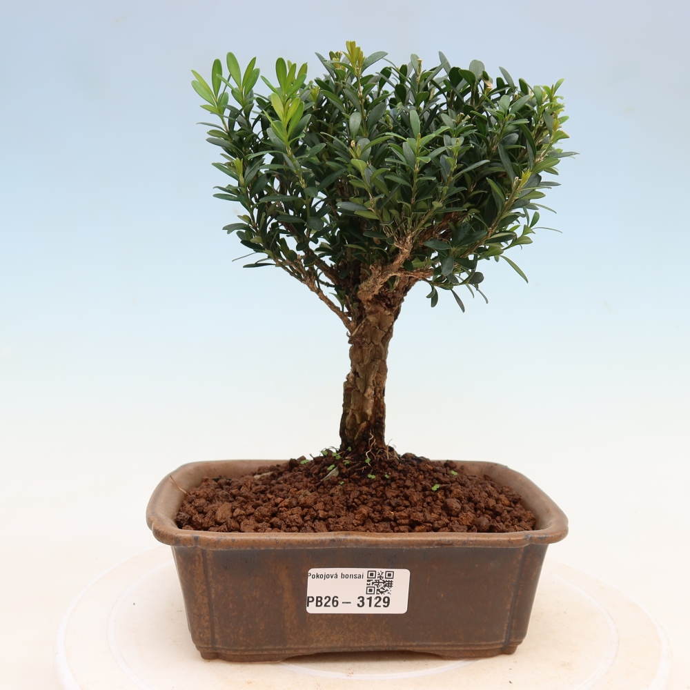 Pokojová bonsai - Buxus harlandii -korkový buxus
