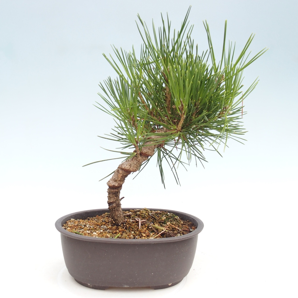 Venkovní bonsai - Pinus thunbergii - Borovice thunbergova