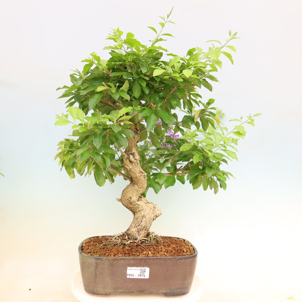Pokojová bonsai - Duranta erecta Aurea