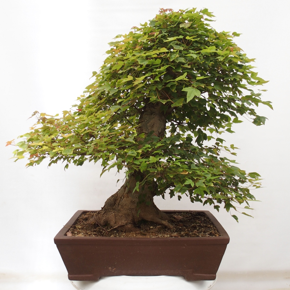 Venkovní bonsai - Acer Buergerianum - Javor Burgerův
