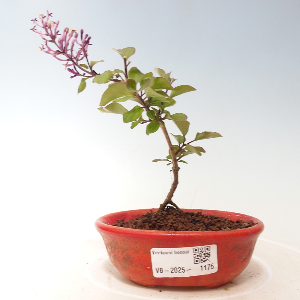 Venkovní bonsai - Syringa Meyeri Palibin - Šeřík Meyerův