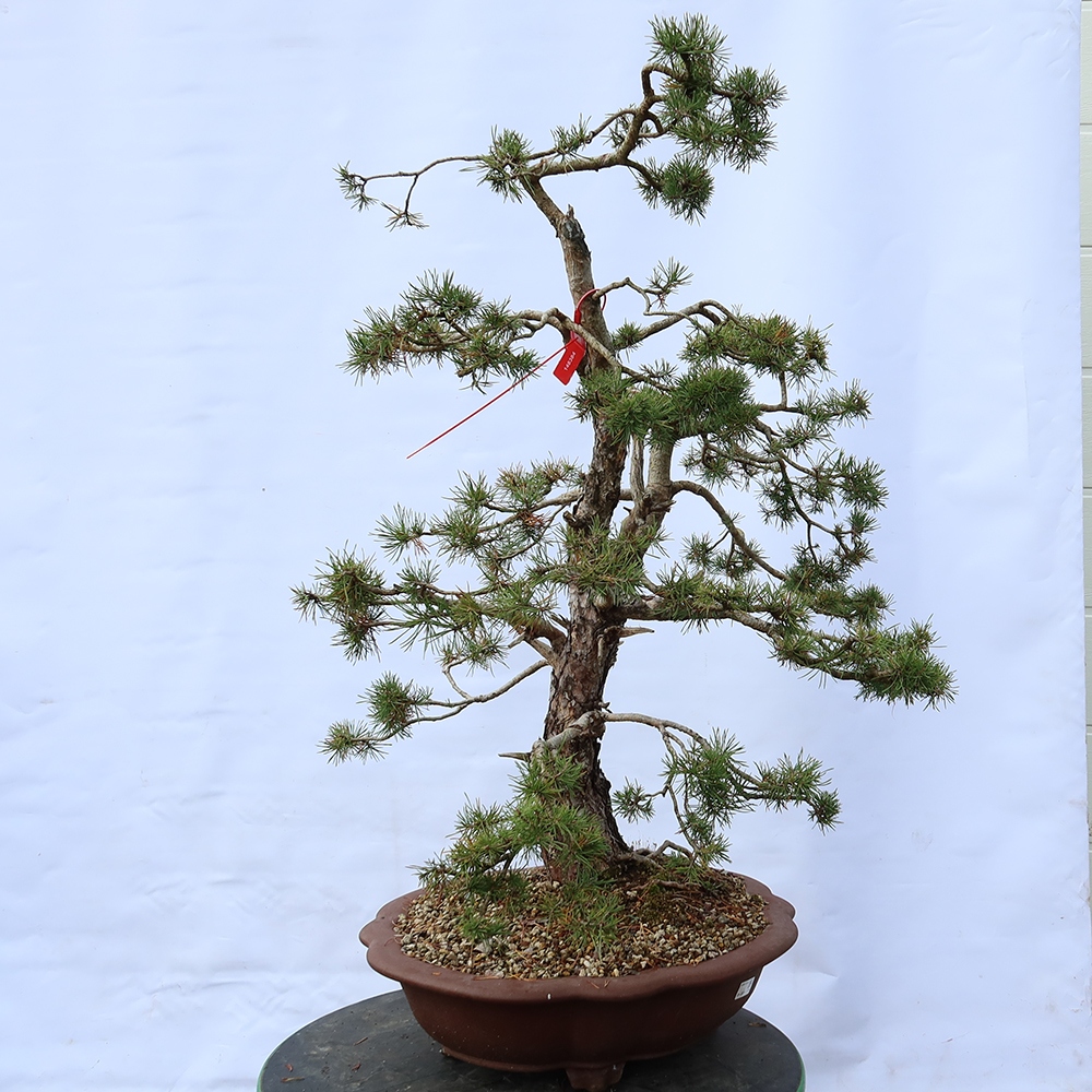 Pinus sylvestris Španělsko - borovice lesní
