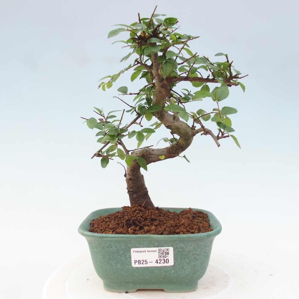 Pokojová bonsai - Ulmus parvifolia - Malolistý jilm