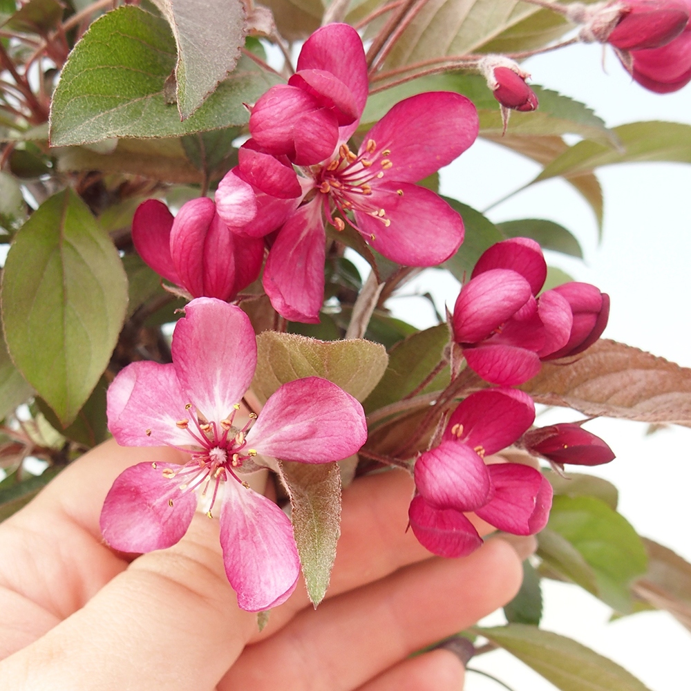Venkovní bonsai -Malus domestica - Maloplodá jabloň červenolistá