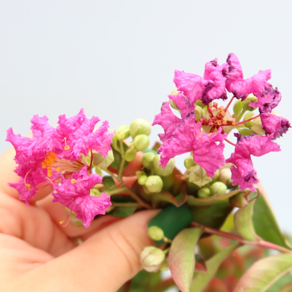 Pokojová bonsai - Lagerstroemia indica - indický šeřík