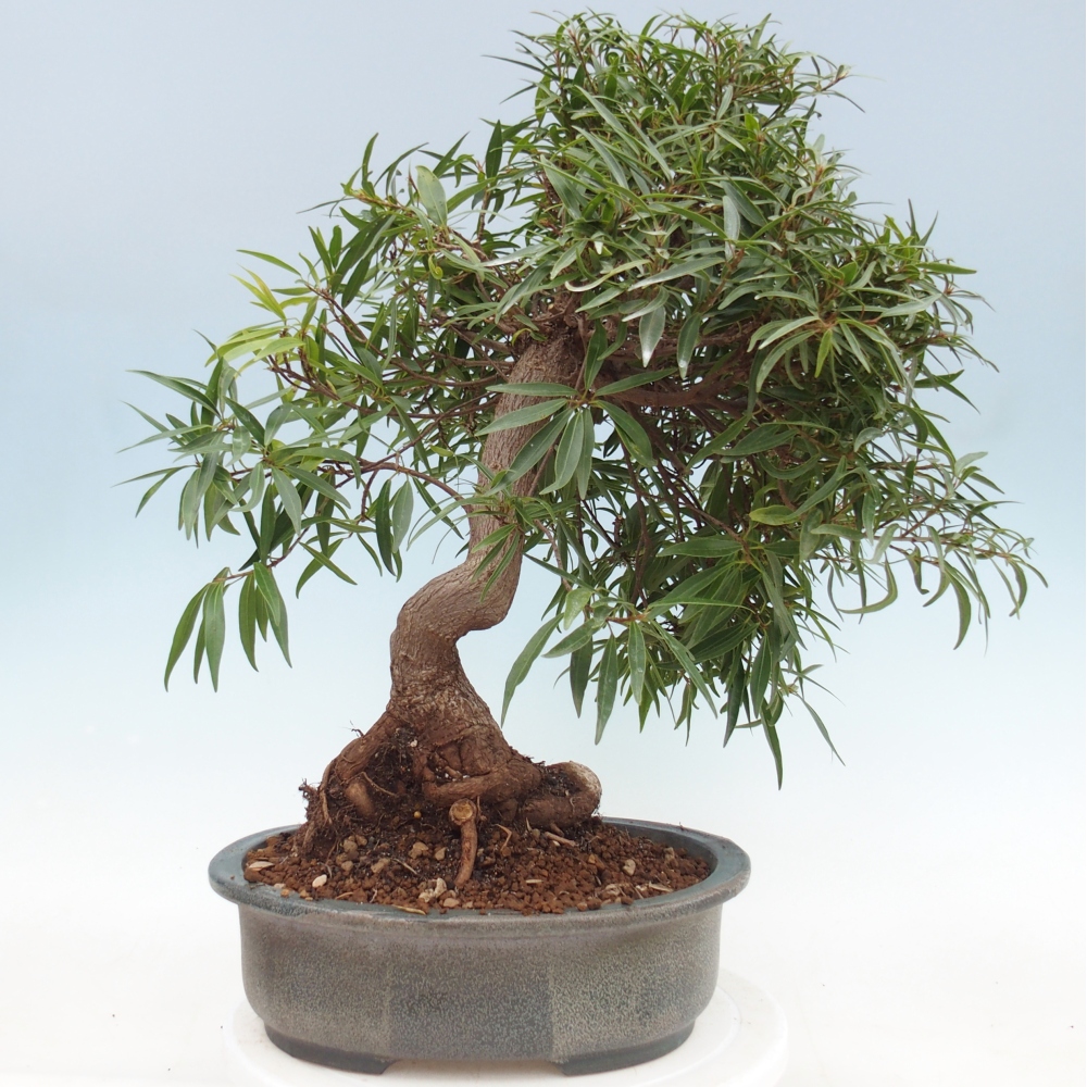 Pokojová bonsai - Ficus nerifolia -  malolistý fíkus