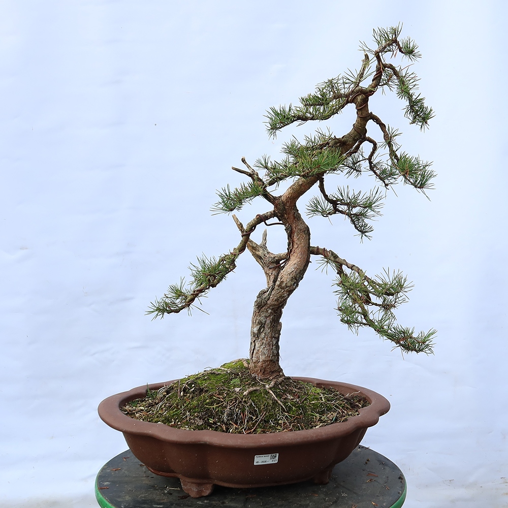 Pinus sylvestris Španělsko - borovice lesní