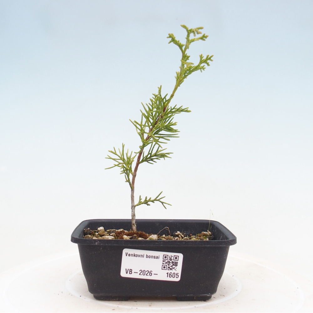 Venkovní bonsai - Juniperus chinensis Itoigawa -Jalovec čínský