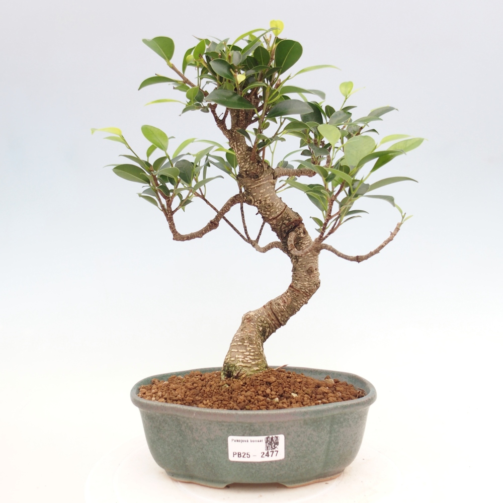 Pokojová bonsai - Ficus retusa -  malolistý fíkus