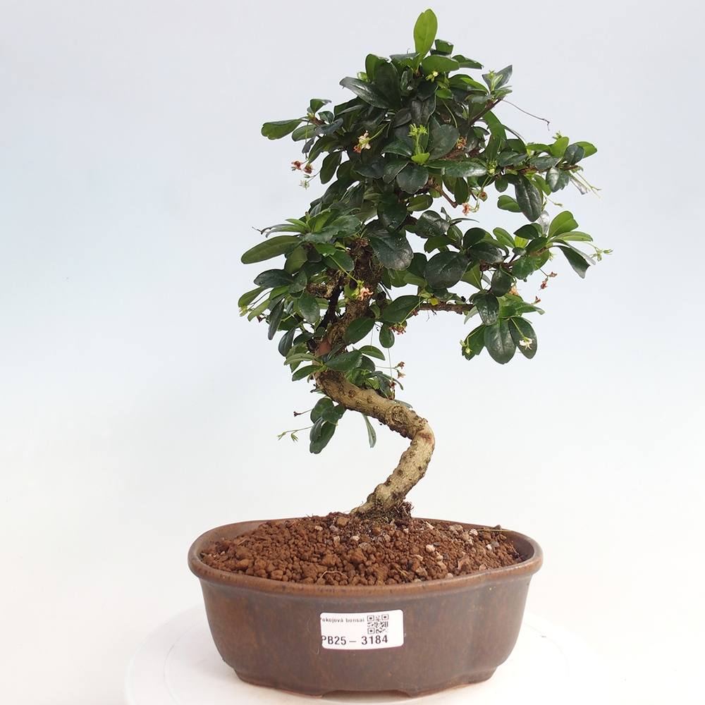 Pokojová bonsai - Carmona macrophylla - Čaj fuki