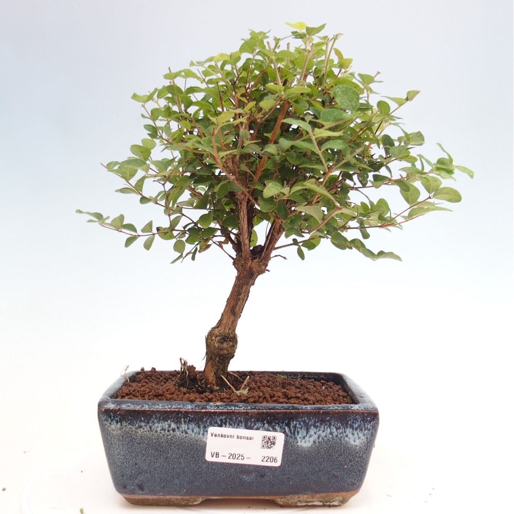 Venkovní bonsai - Symphoricarpos d. Mother Pearl  - Pámelník