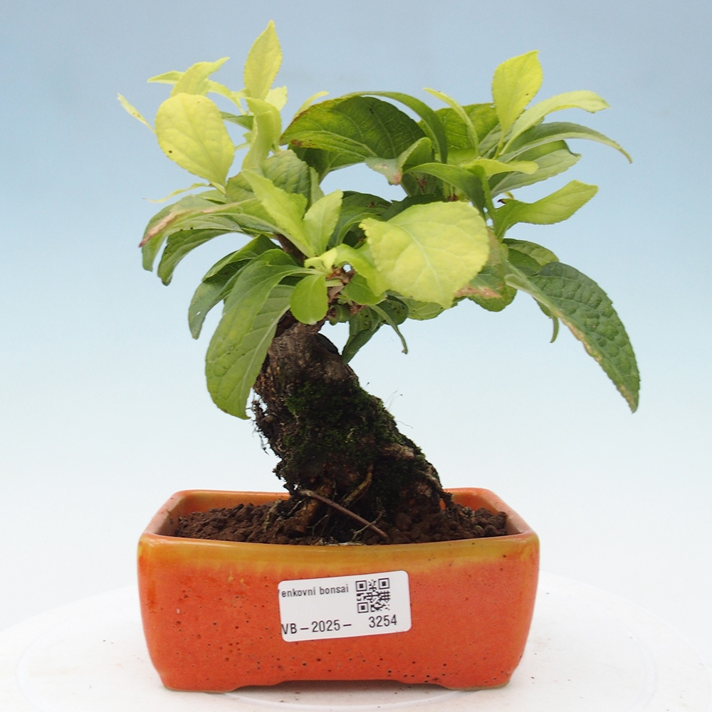 Venkovní bonsai - Celastrus  orbiculatus - Jesenec okrouhlolistý