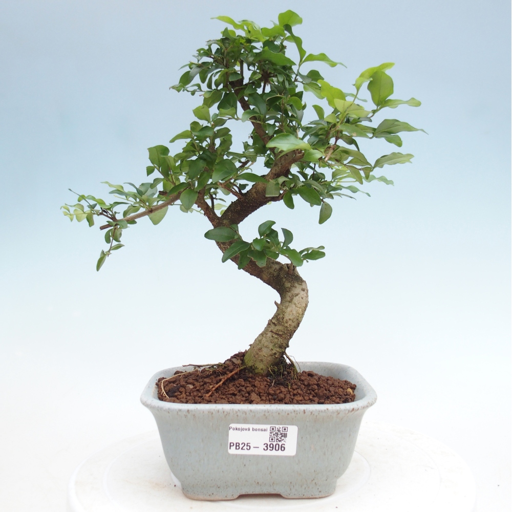 Pokojová bonsai -Ligustrum chinensis - Ptačí zob