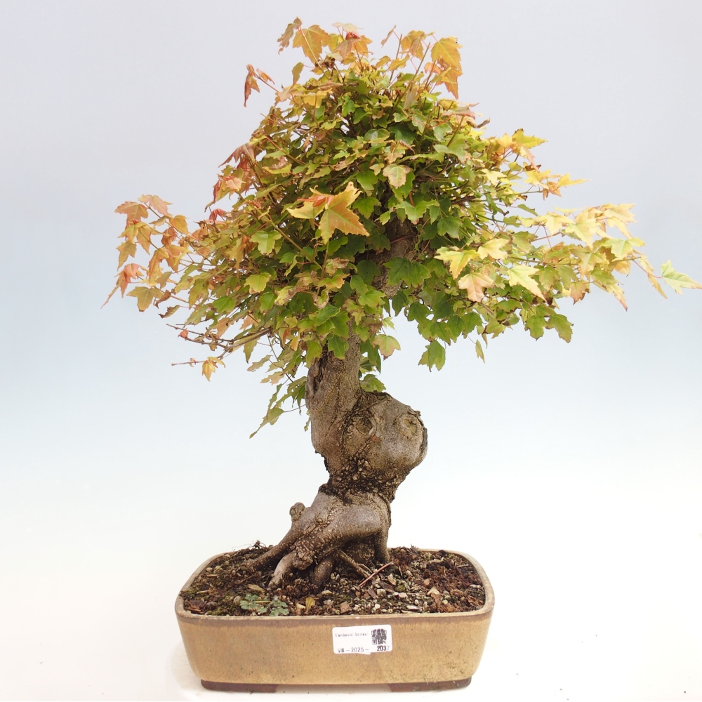 Venkovní bonsai - Acer Buergerianum - Javor Burgerův