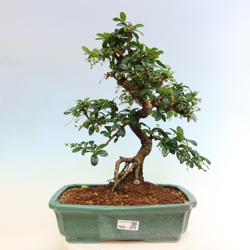 Pokojová bonsai - Carmona macrophylla - Čaj fuki