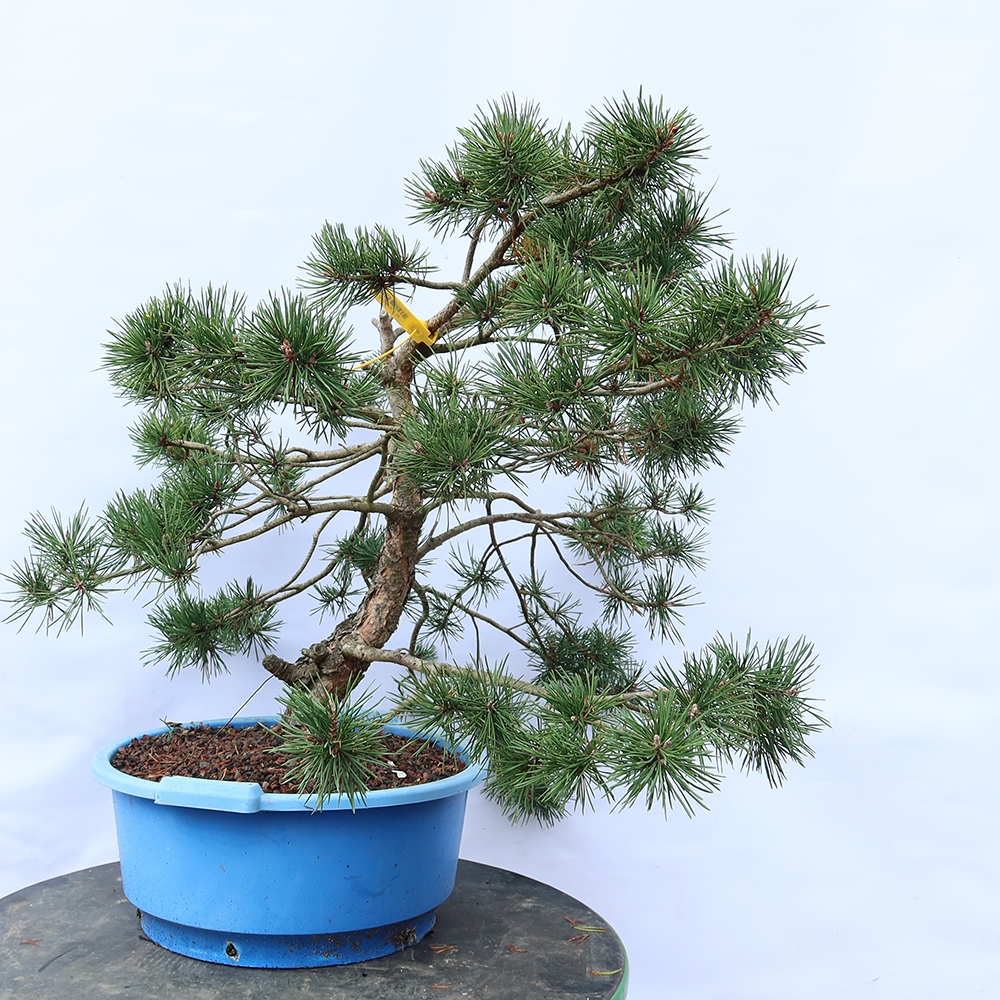 Pinus sylvestris Španělsko - borovice lesní