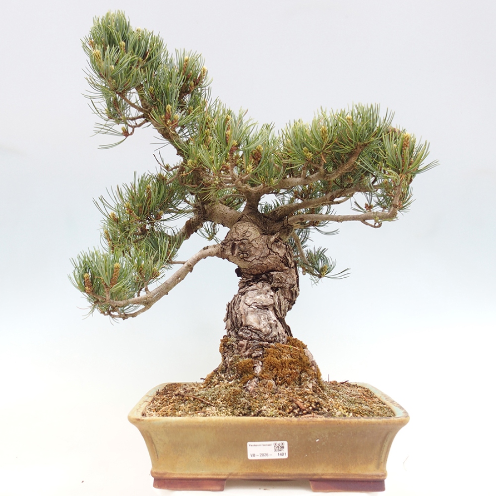 Venkovní bonsai - Pinus parviflora - Borovice drobnokvětá