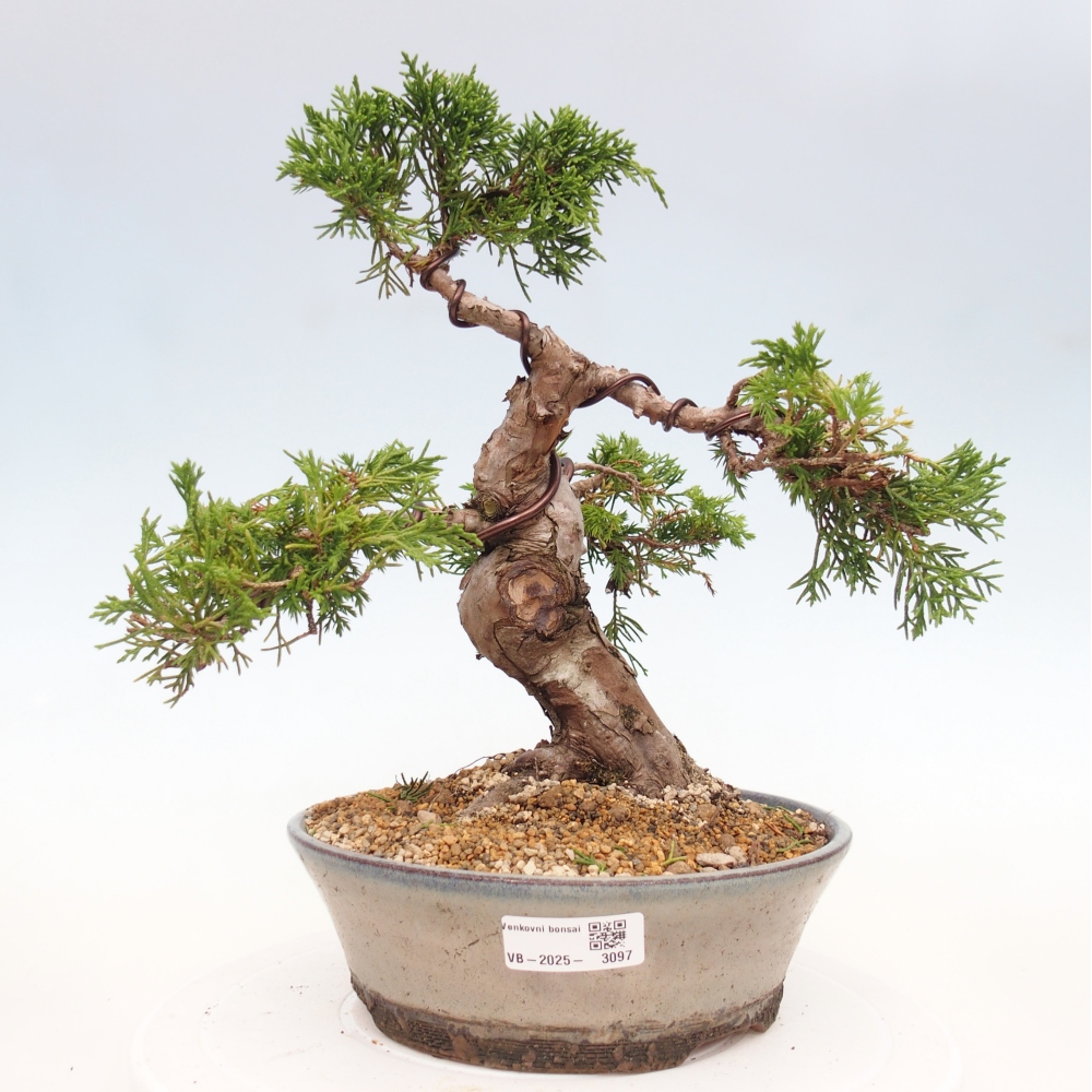 Venkovní bonsai - Juniperus chinensis Itoigawa -Jalovec čínský