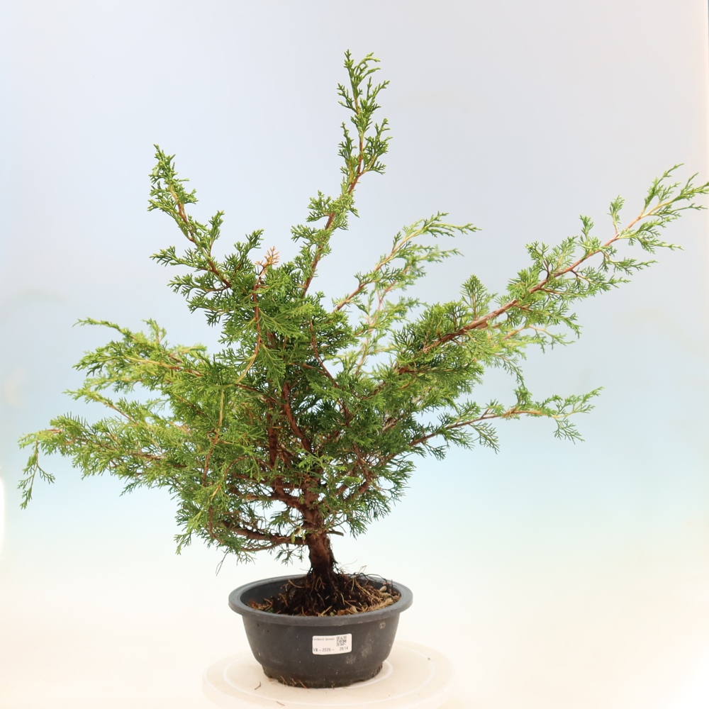 Venkovní bonsai - Juniperus chinensis Itoigawa -Jalovec čínský