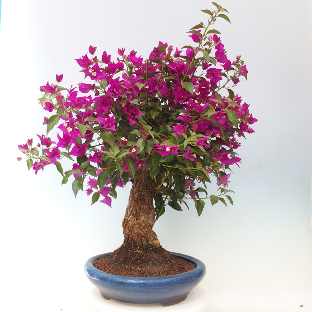 Pokojová bonsai - Bouganwilea