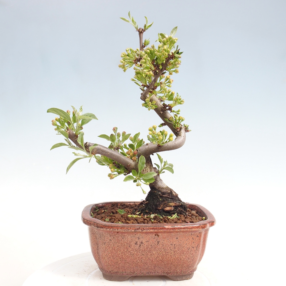 Venkovní bonsai - Malus sargentii -  Maloplodá jabloň
