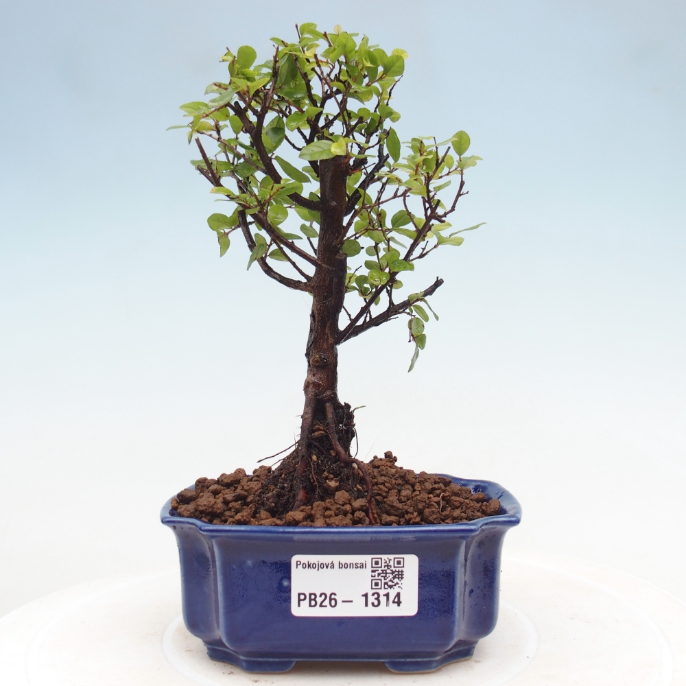 Pokojová bonsai - Sagerécie thea - Sagerécie thea