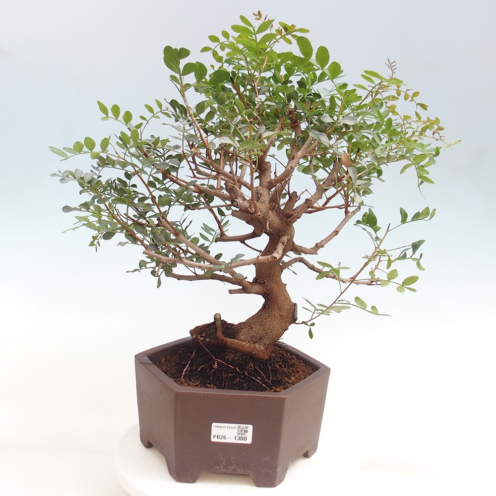Pokojová bonsai -  Pistácie