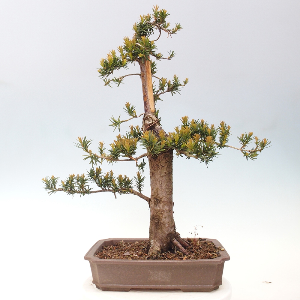 Venkovní bonsai - Taxus cuspidata  - Tis japonský