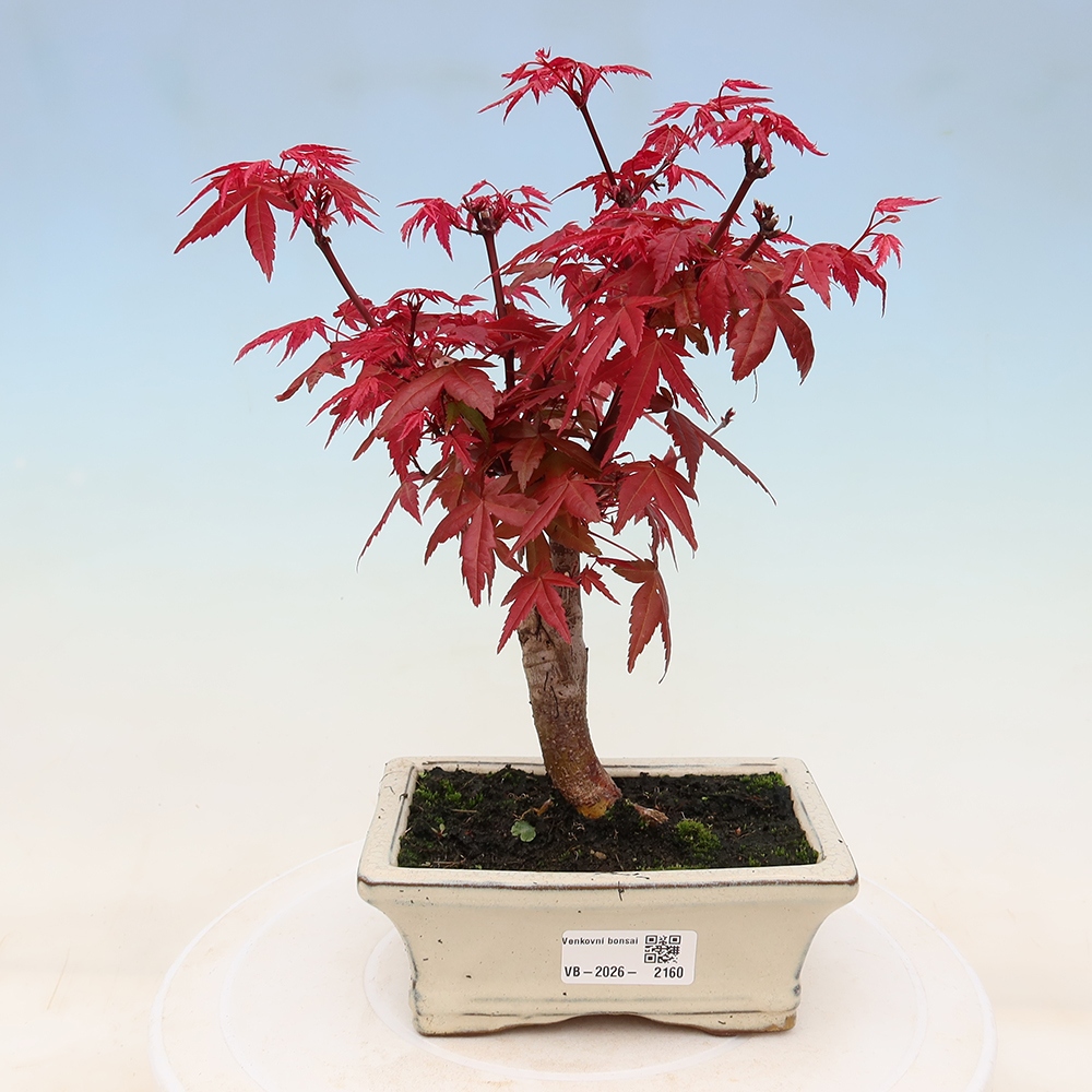 Venkovní bonsai - Javor dlanitolistý - Acer palmatum DESHOJO