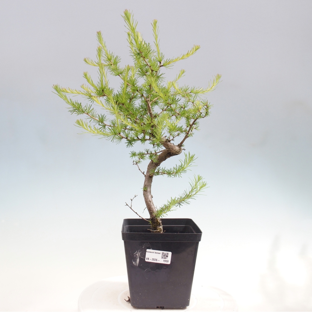 Venkovní bonsai -Larix decidua - Modřín opadavý 