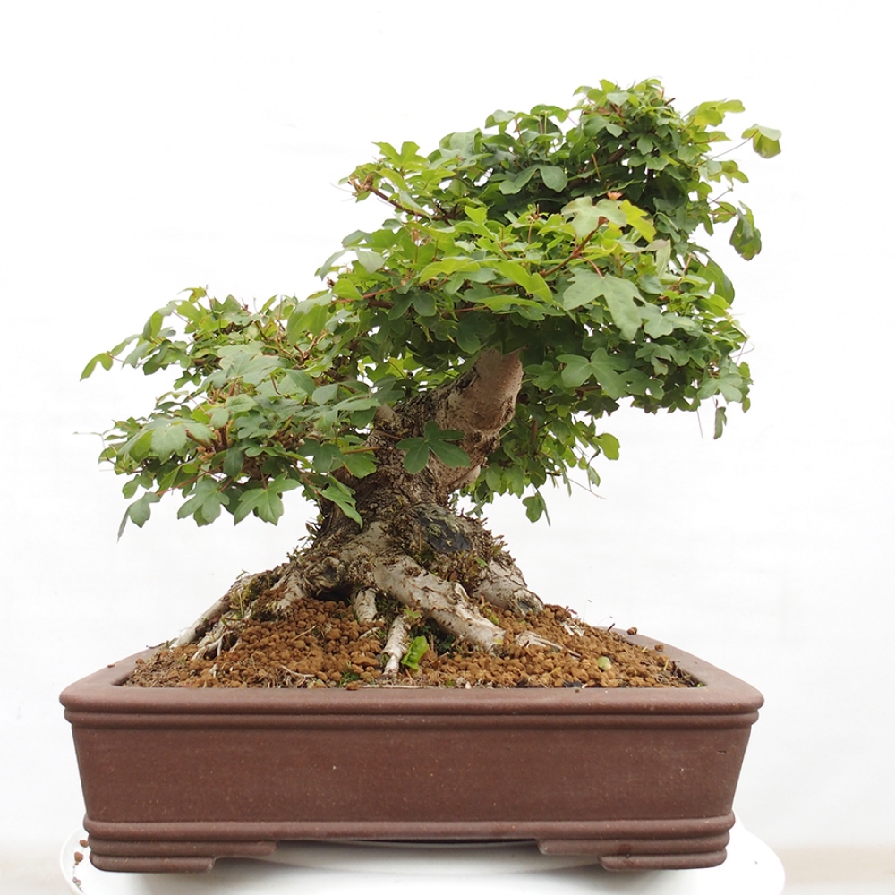 Venkovní bonsai - Javor Francouzský - Acer Nonspessulanum