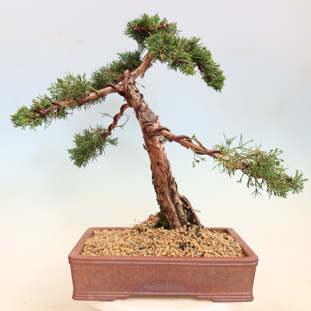 Venkovní bonsai - Juniperus chinensis Kishu -Jalovec čínský